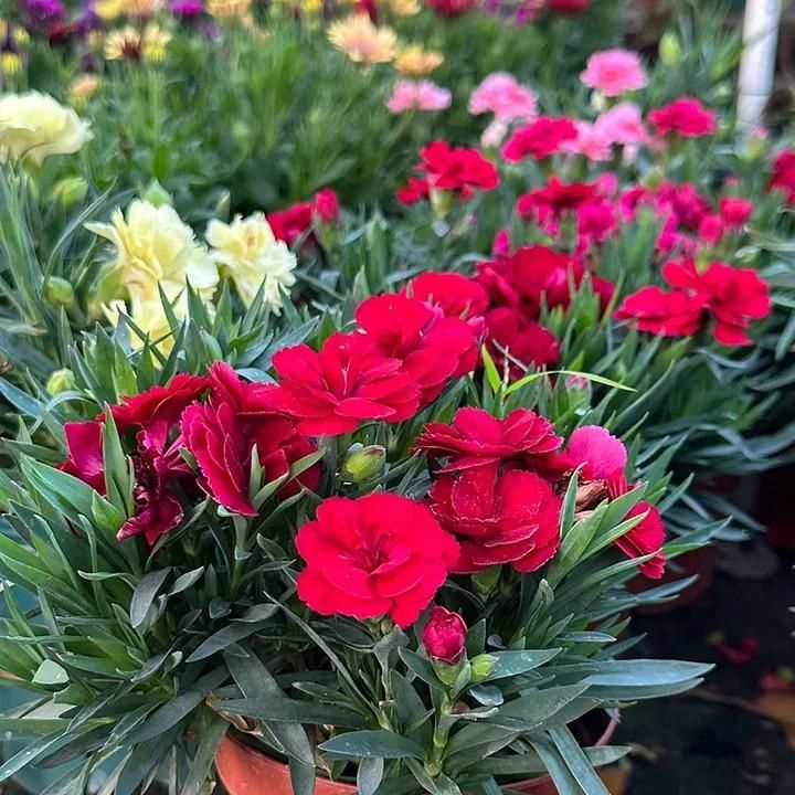 Carnation Seeds (Free Pot Mixture)