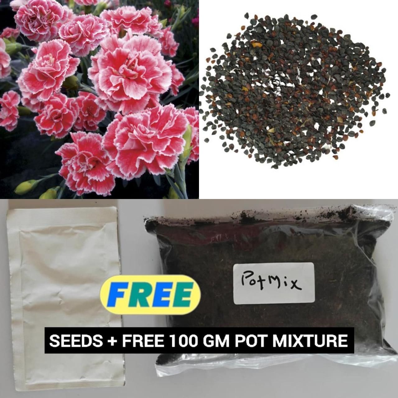 Carnation Seeds (Free Pot Mixture)