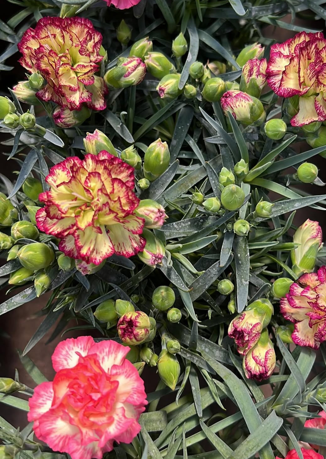 Carnation Seeds (Free Pot Mixture)