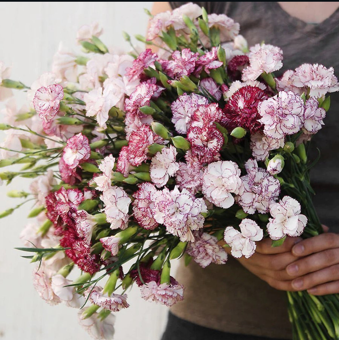 Carnation Seeds (Free Pot Mixture)
