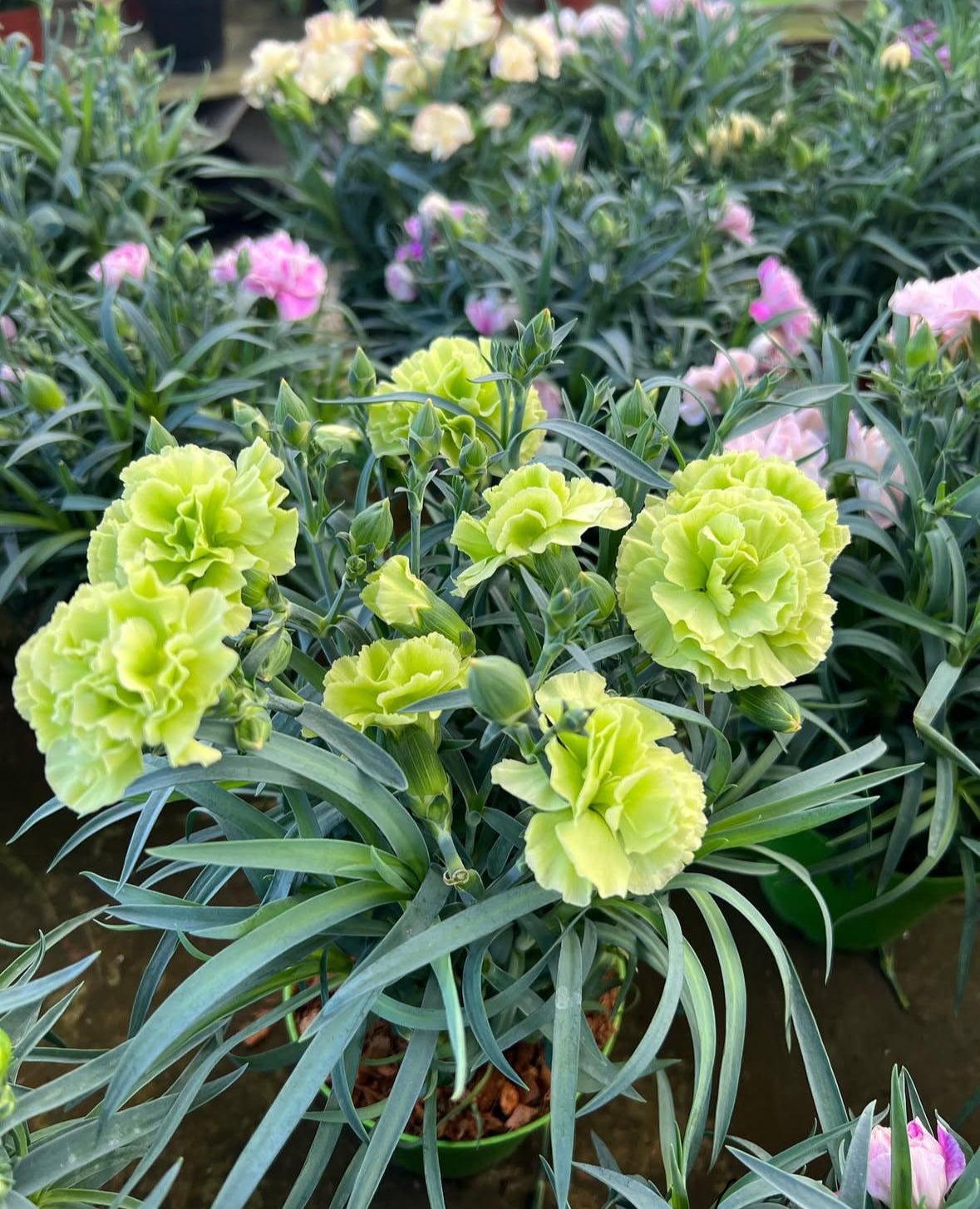 Carnation Seeds (Free Pot Mixture)