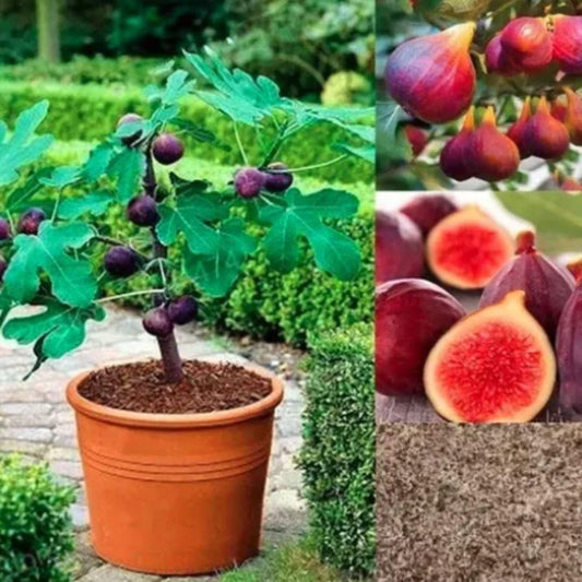 Fig Tree Seeds ( Anjeer seeds pack)