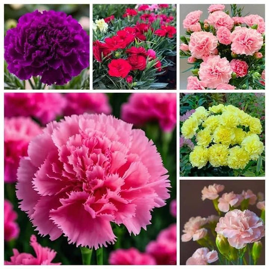 Carnation Seeds (Free Pot Mixture)